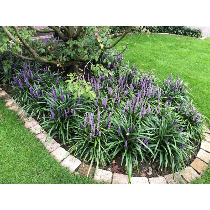 Liriope Royal Purple