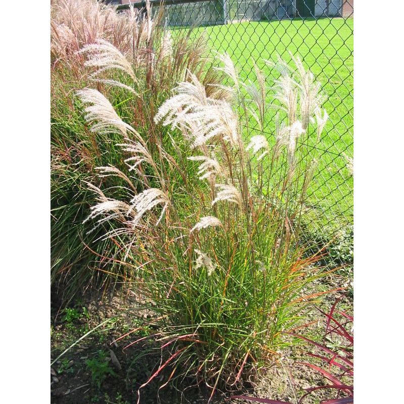 Miscanthus sinensis 'Graziella'