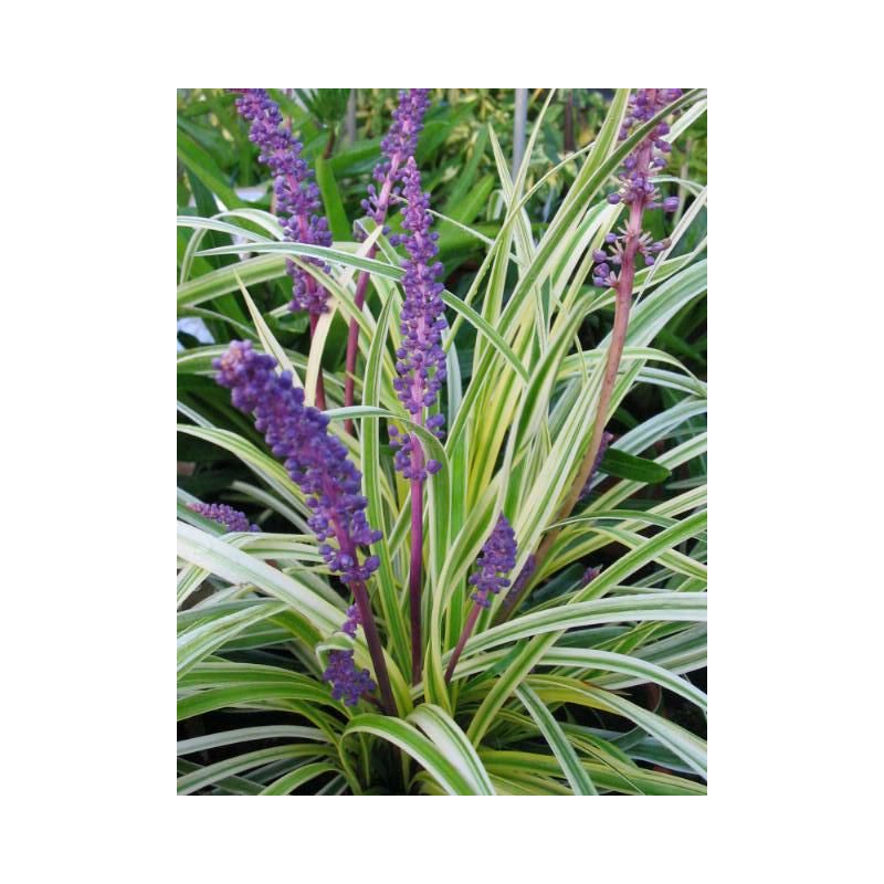 Liriope Variegata