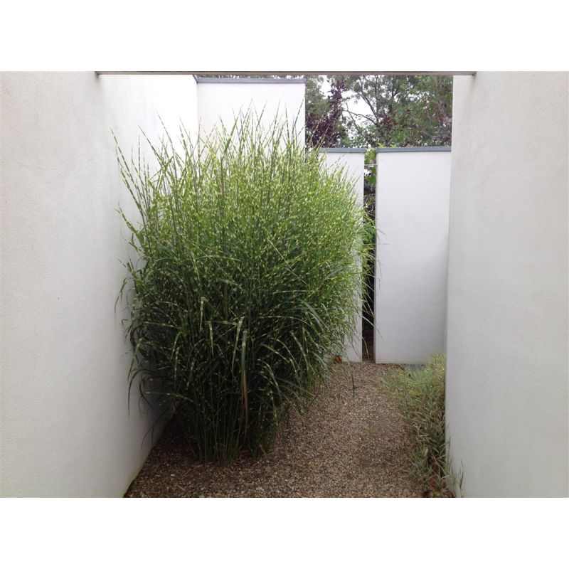 Miscanthus sinensis 'Zebrinus'