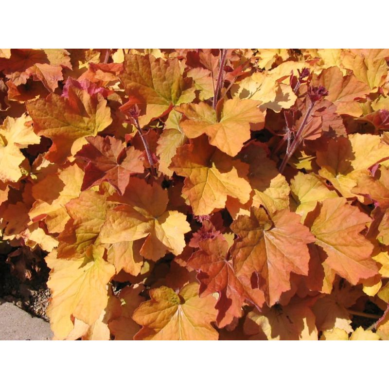 Heuchera Caramel 