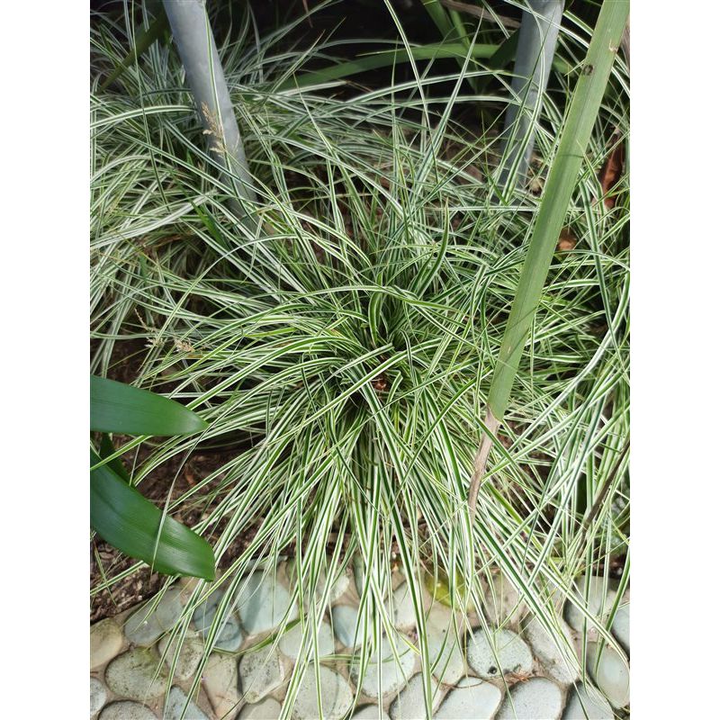 Carex oshimensis 'Everest'