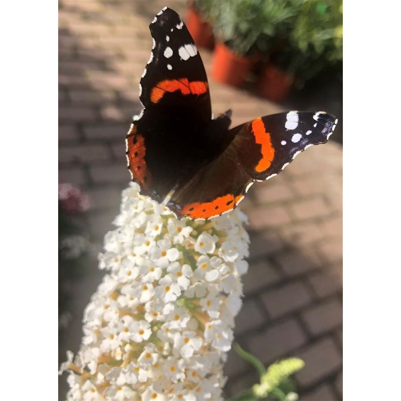 Buddleja davidii 'White Profusion' 