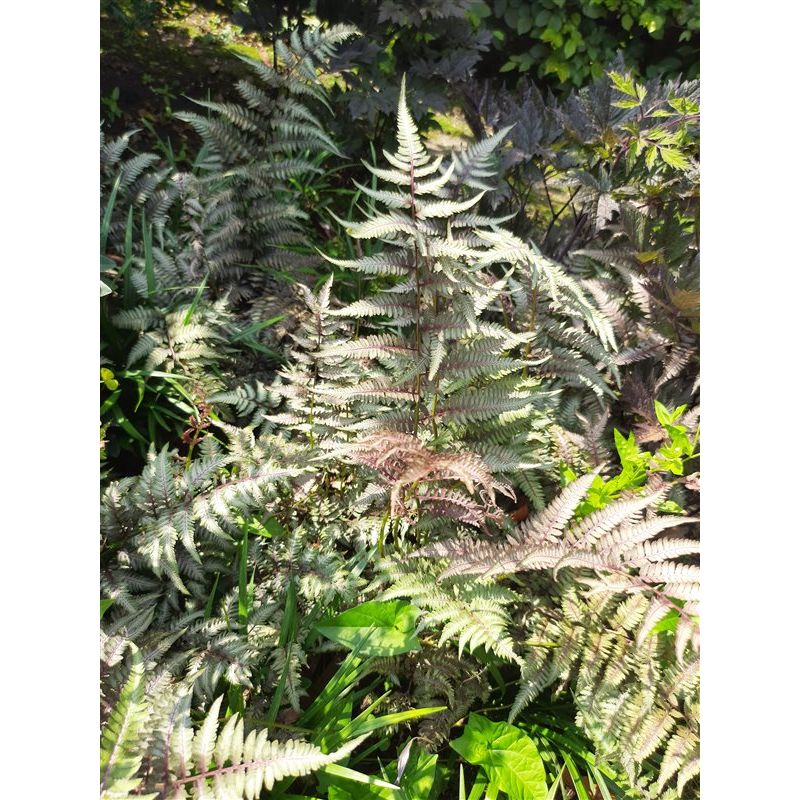 Athyrium niponicum Pictum