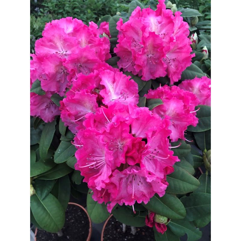 Rhododendron 'Germania'