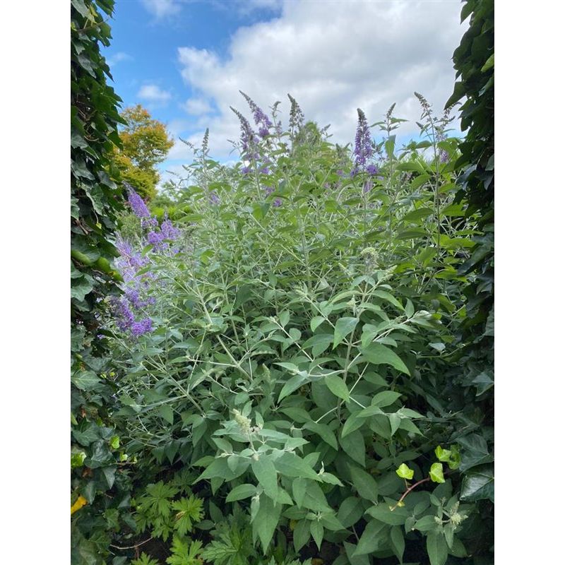 Buddleja davidii 'Lochinch' 