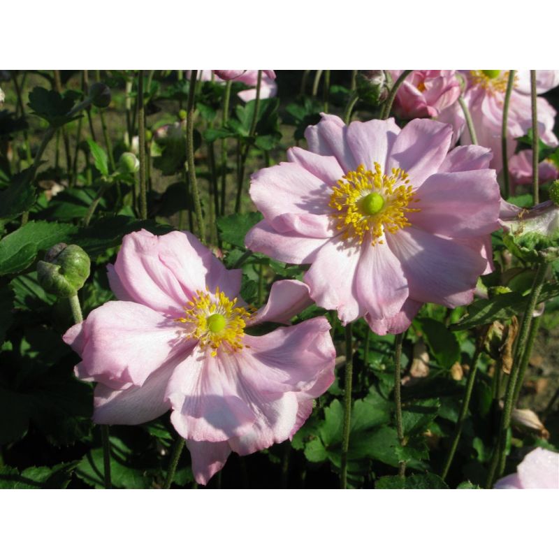 Anemone Hybride 'Königin Charlotte'