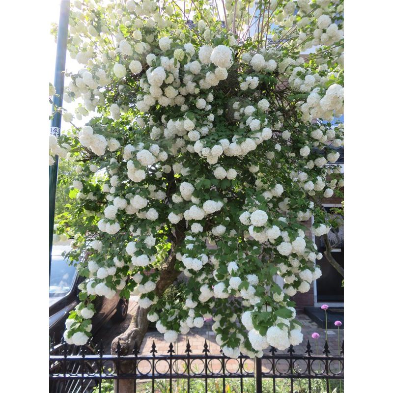 Viburnum opulus 'Roseum' 