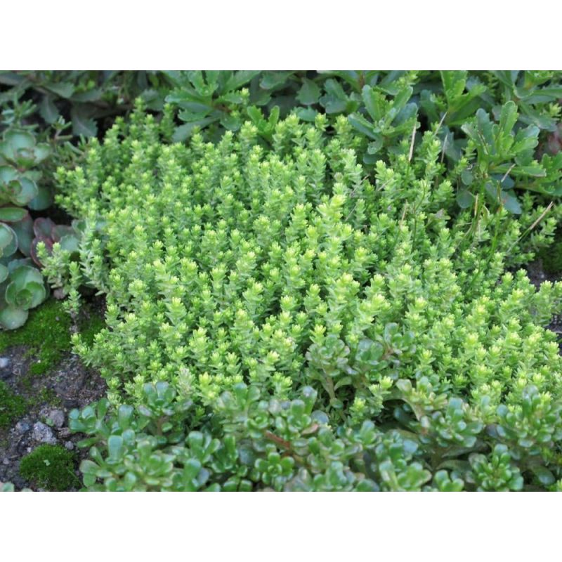 Sedum acre 'Elegans' 