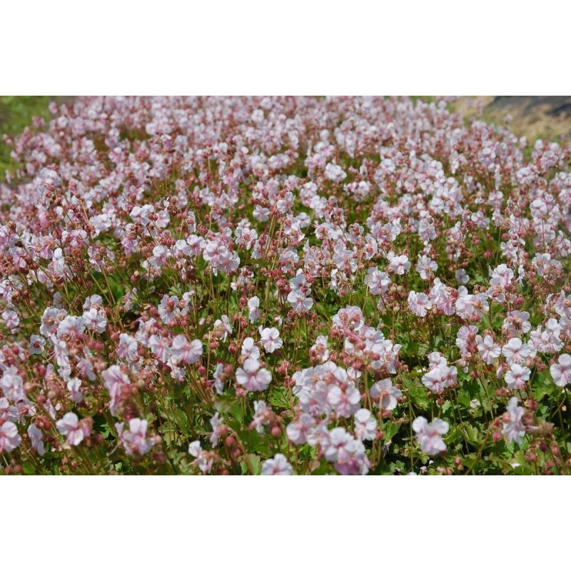 Geranium cantabrigiense 'Biokovo'