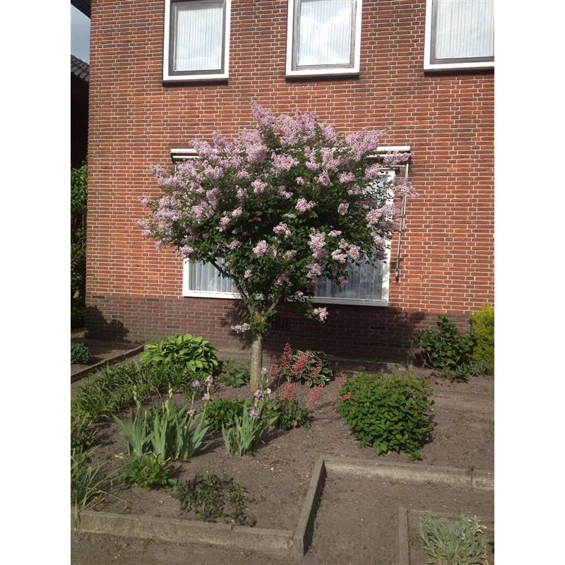 Syringa microphylla 'Superba' 