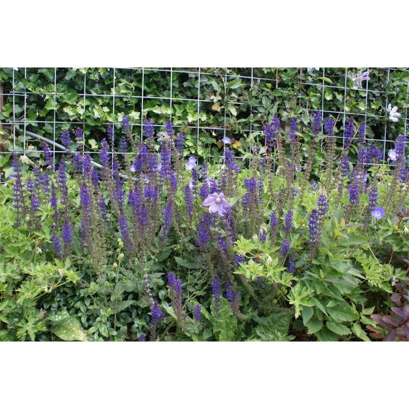 Salvia Mainacht