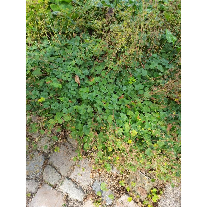 Alchemilla erythropoda - biologisch