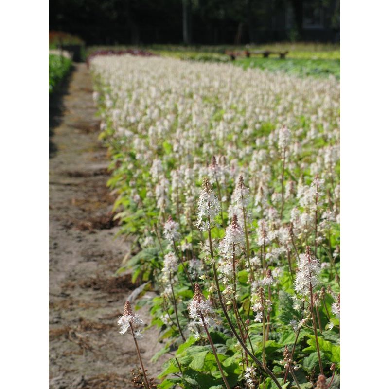 Tiarella Wherryi