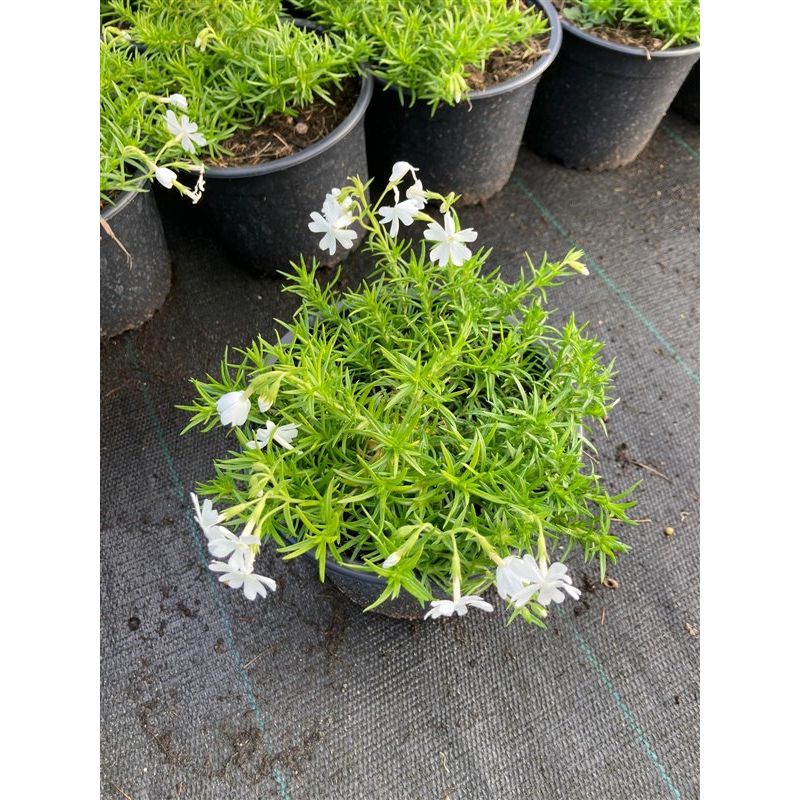 Phlox White Delight 