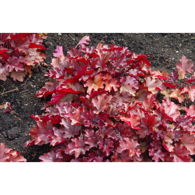 Heuchera Peach Flambe