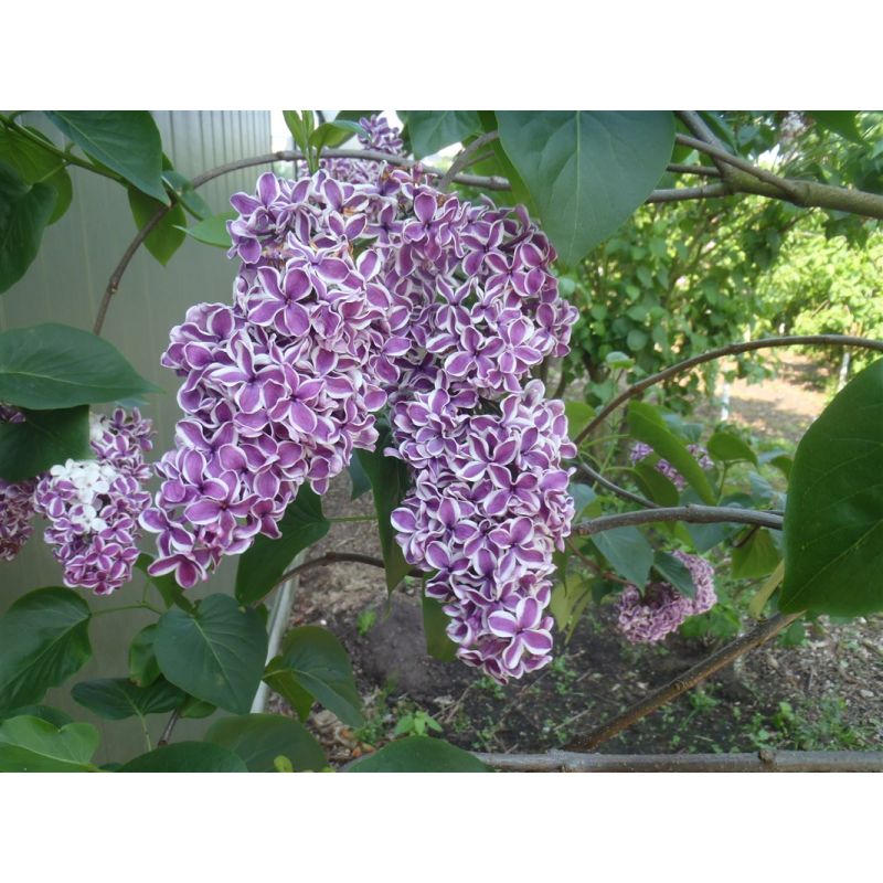 Syringa Sensation