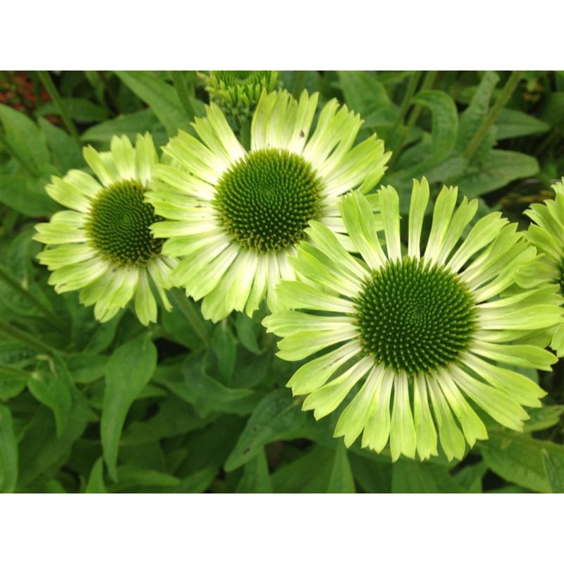 Echinacea purpurea 'Green Jewel' - 6 stuks