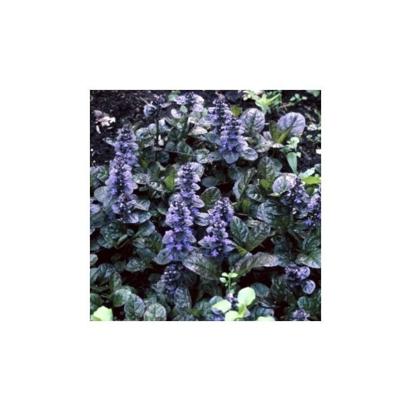 Ajuga Atropurpurea - biologisch
