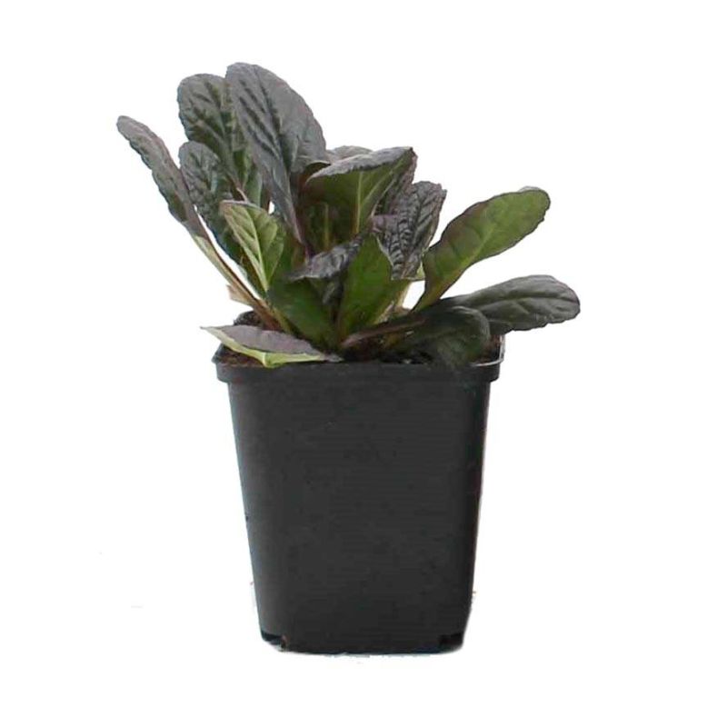 Ajuga Atropurpurea - biologisch