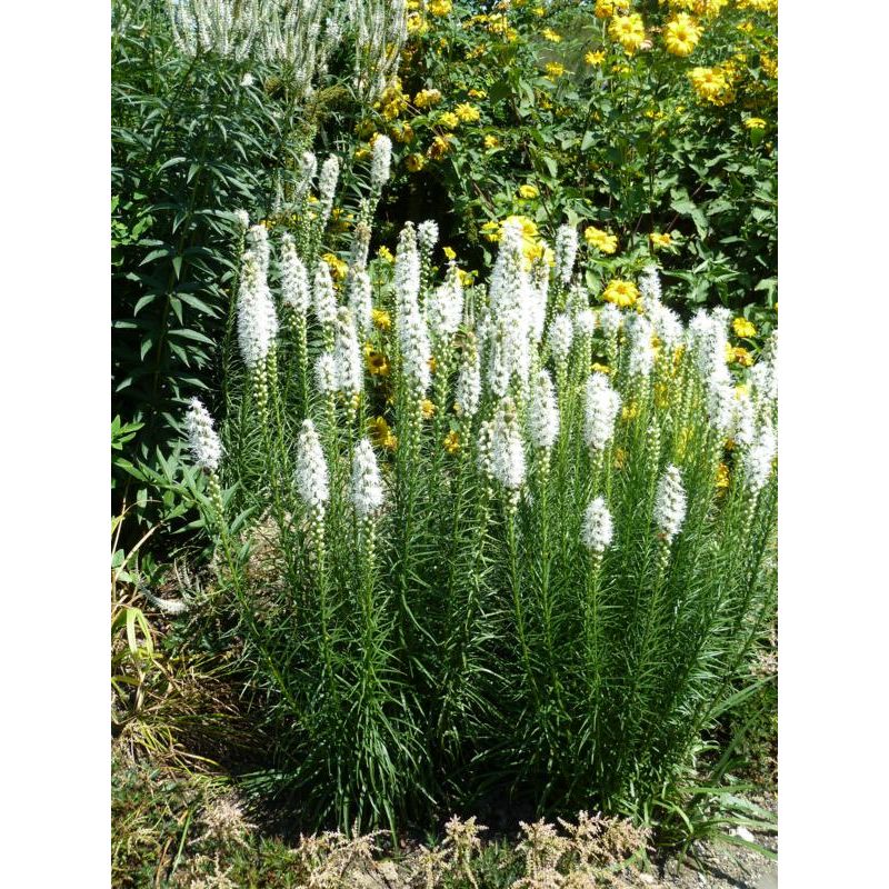 Liatris Alba - biologisch