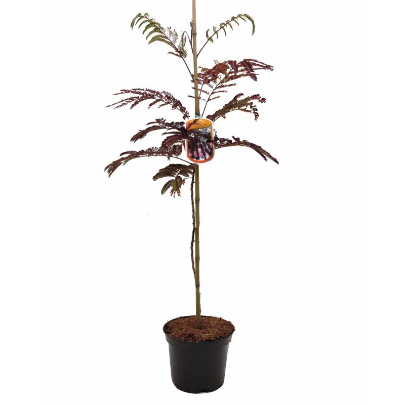 Albizia Julibrissin 'Summer Chocolate'