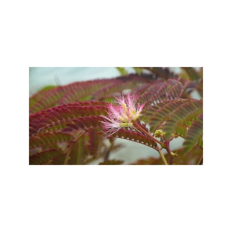 Albizia Julibrissin 'Summer Chocolate' - meerstammig