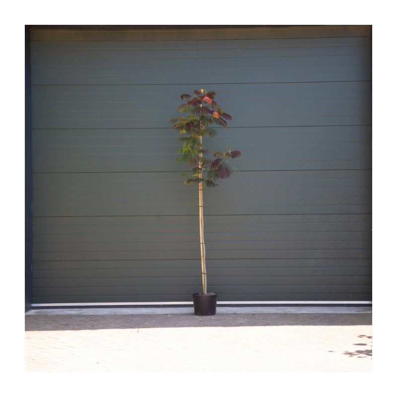 Albizia Julibrissin 'Summer Chocolate'