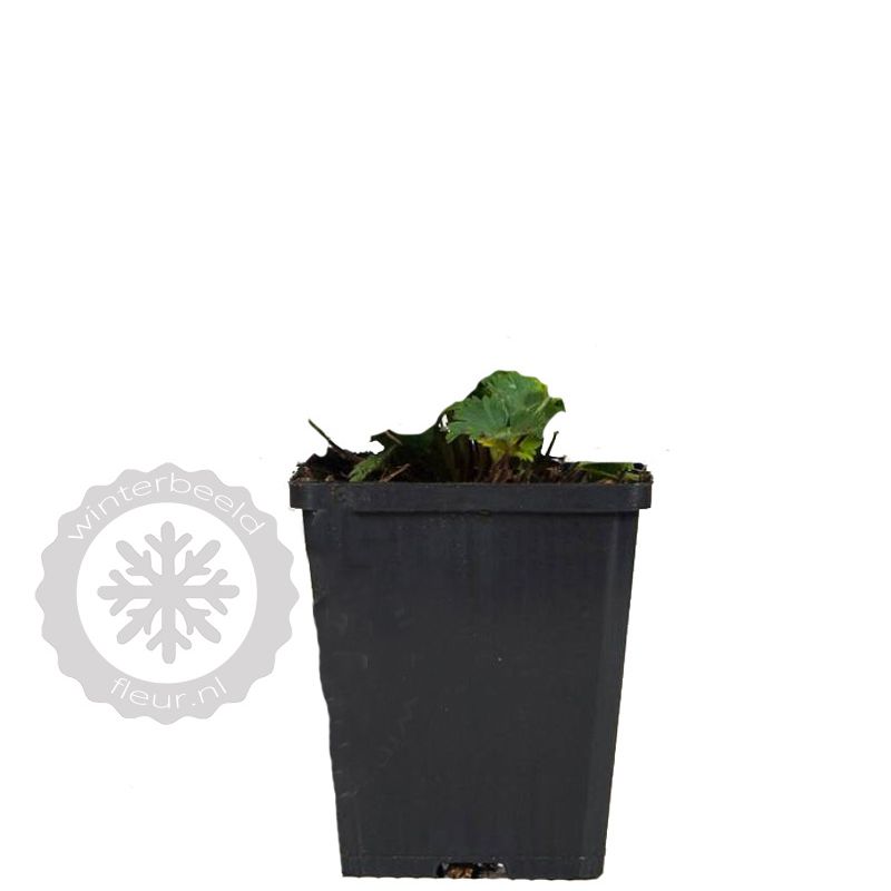 Alchemilla erythropoda - biologisch