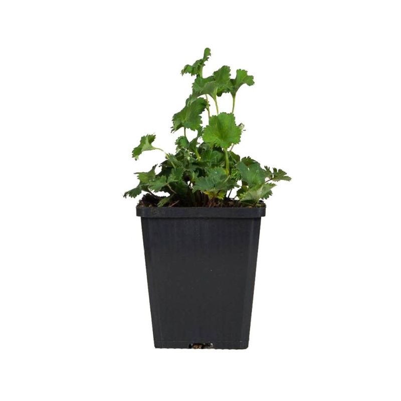 Alchemilla erythropoda - biologisch