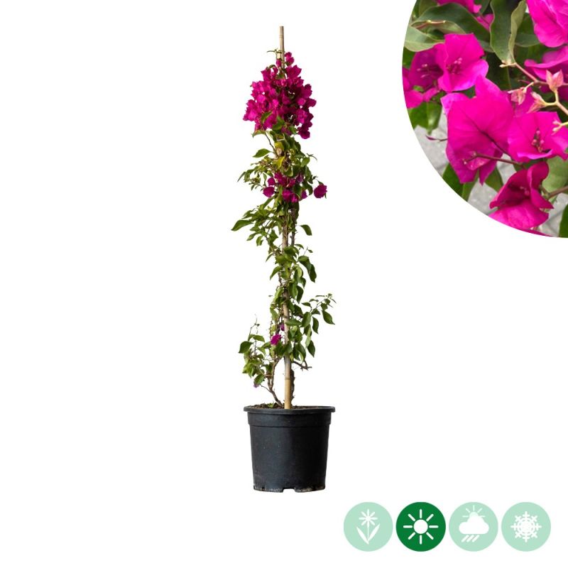 Bougainvillea Alexandra