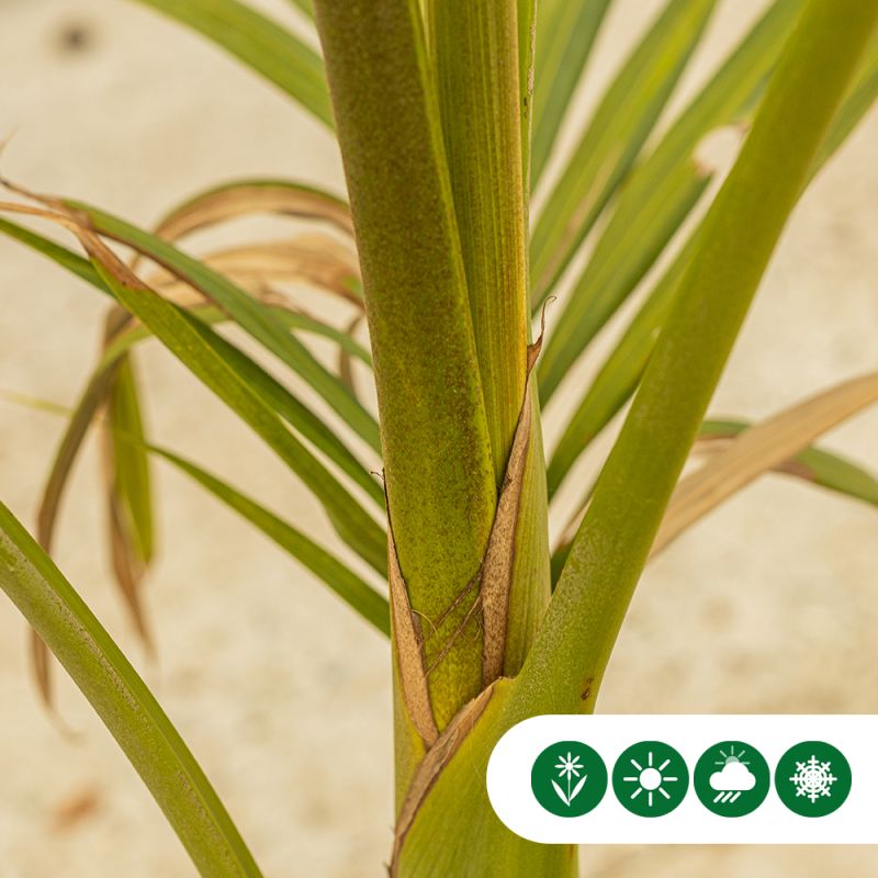 Archontophoenix alexandrae