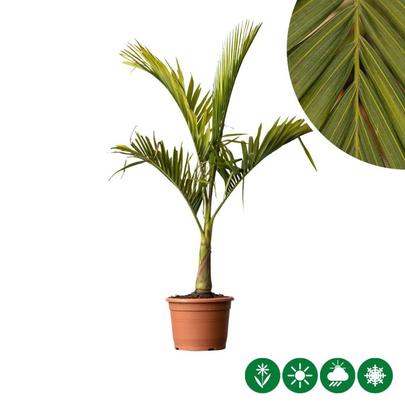 Archontophoenix alexandrae