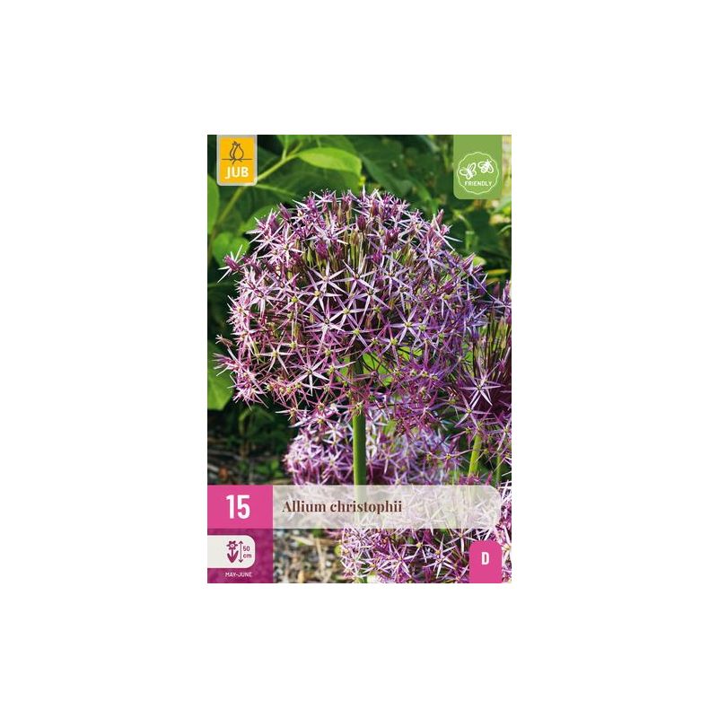 Allium christophii - 15 stuks