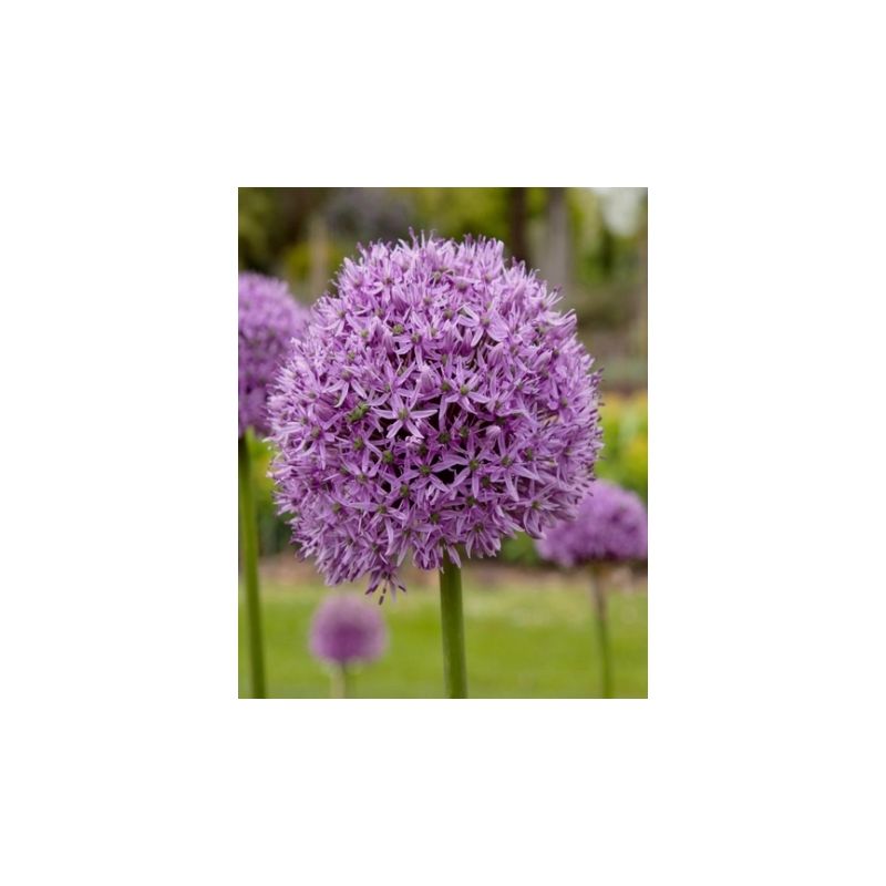 Allium Gladiator - 5 stuks