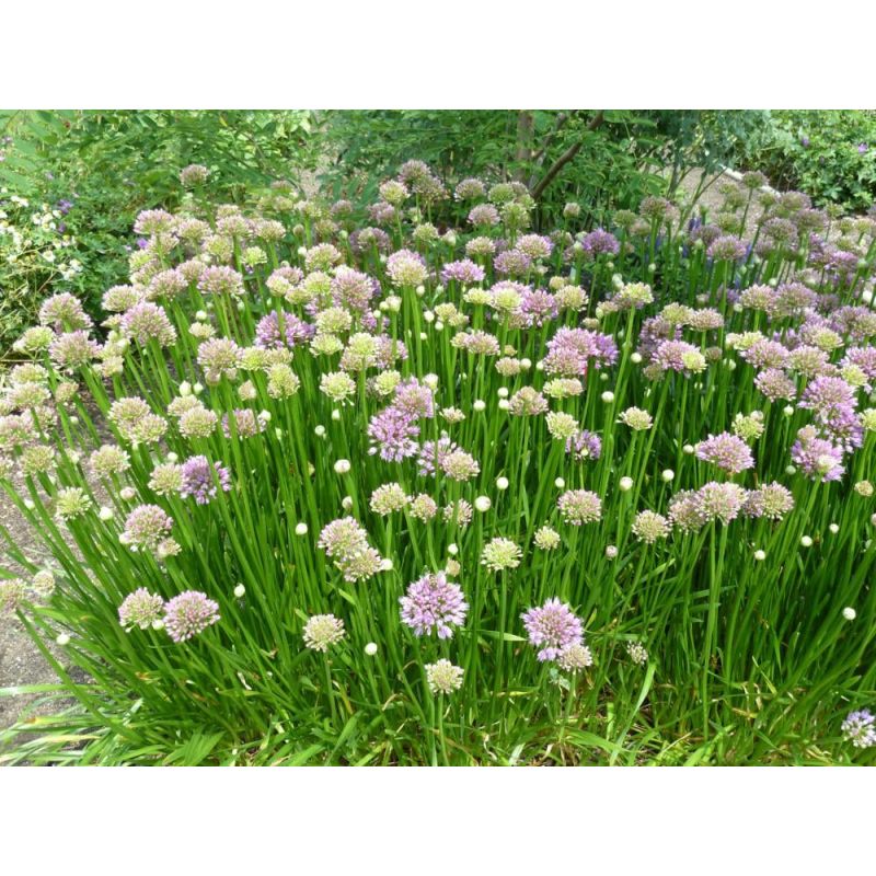 Allium Millennium