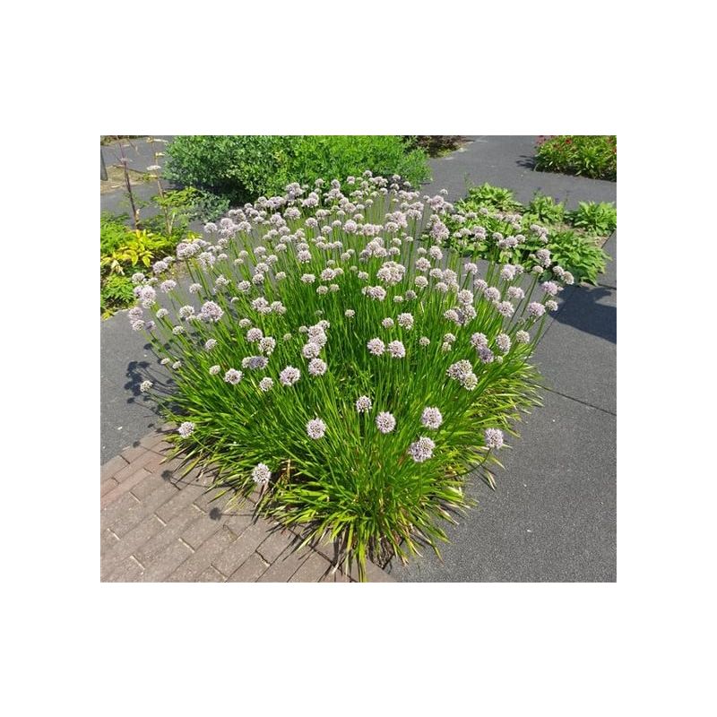 Allium Summer Beauty - biologisch