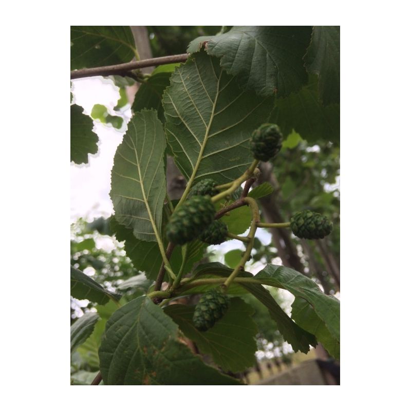 Alnus Glutinosa