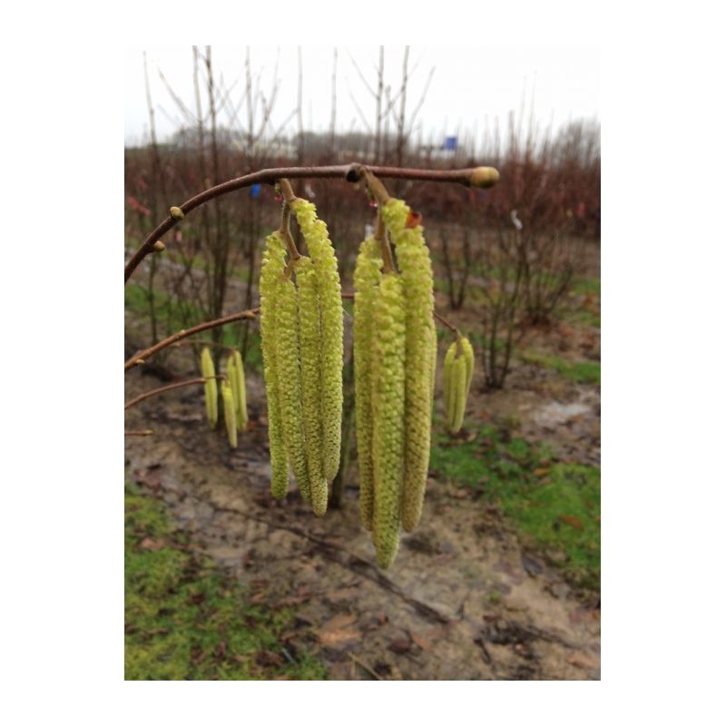 Alnus Glutinosa