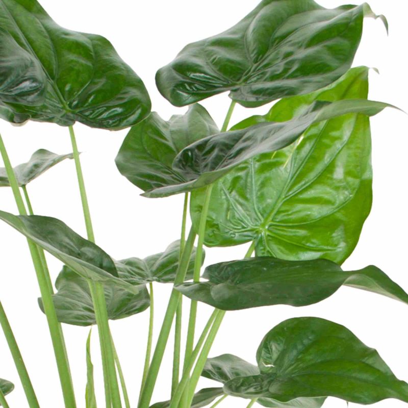 Alocasia cucullata - multi stam