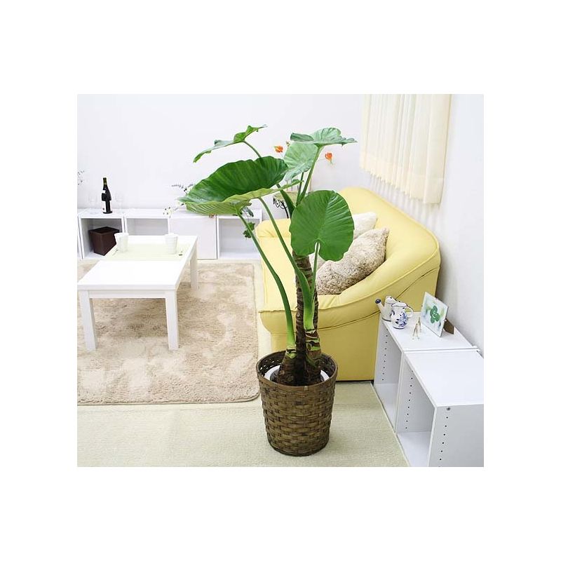 Alocasia macrorrhiza