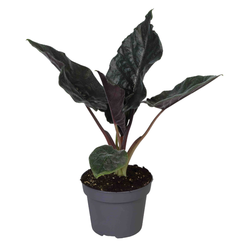Alocasia Antoro Velvet
