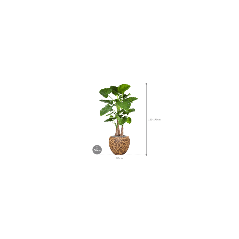 Alocasia Calidora in Facets Ageless Couple - kunstplant