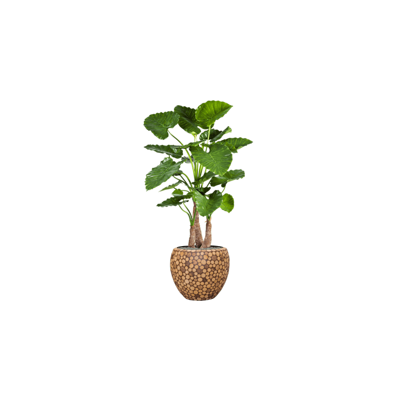 Alocasia Calidora in Facets Ageless Couple - kunstplant