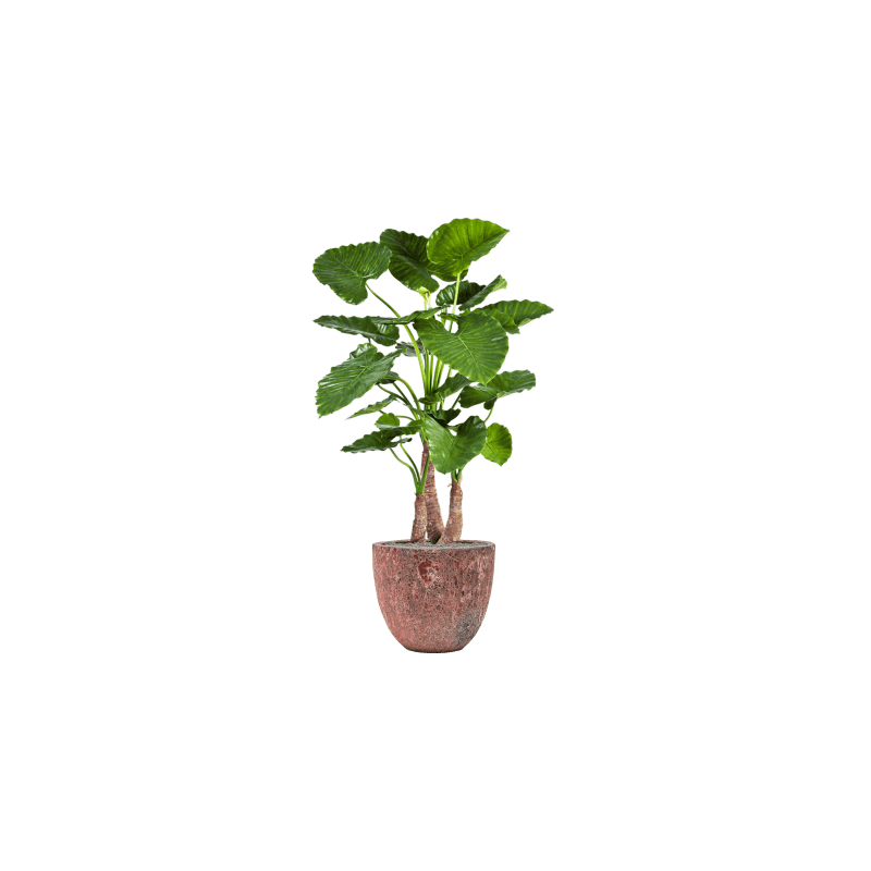 Alocasia Calidora in Vulcana Couple Roze - kunstplant