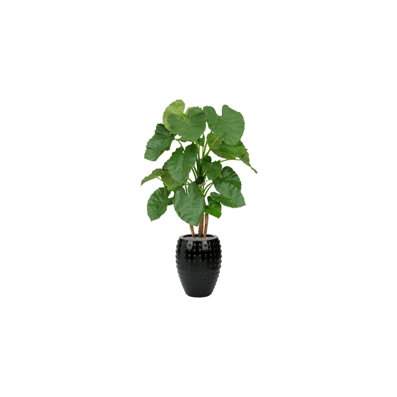 Alocasia in Laos Emperor Zwart - kunstplant