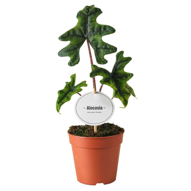 Alocasia Jacklyn