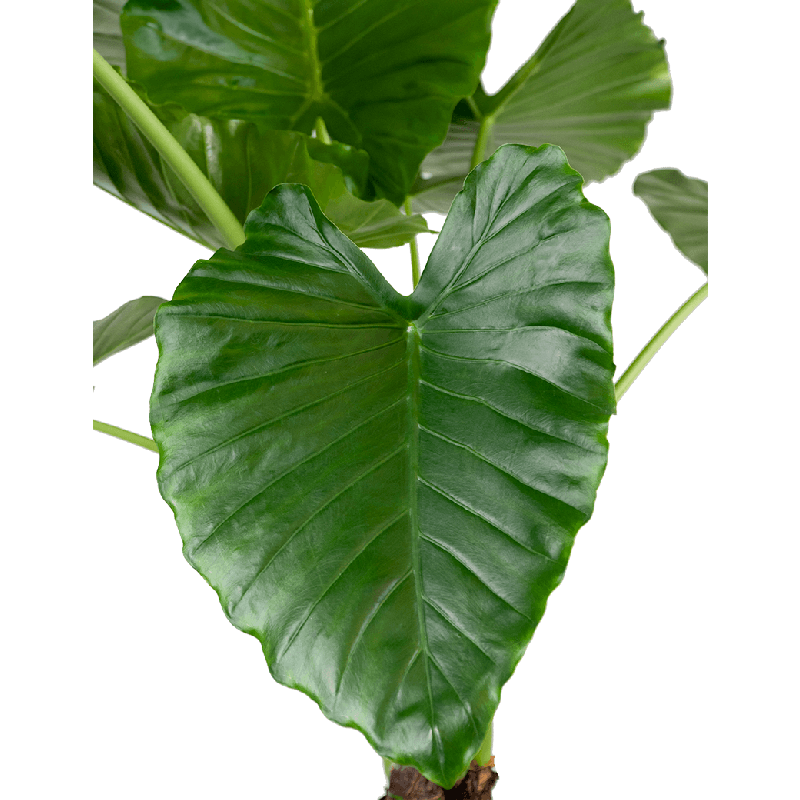 Alocasia macrorrhiza