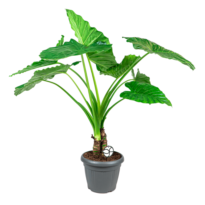 Alocasia macrorrhiza