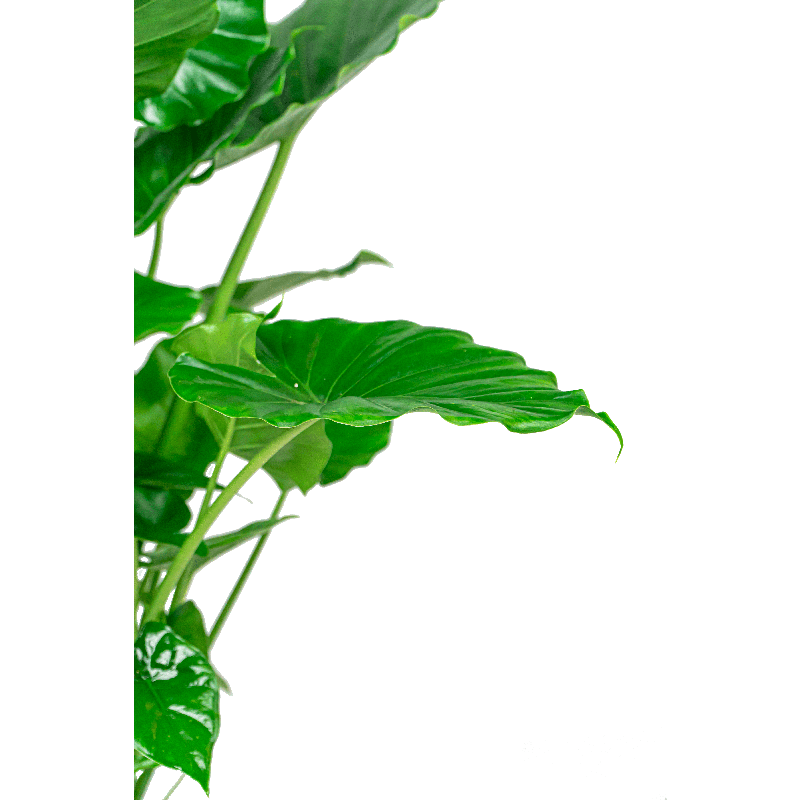 Alocasia 'Portodora' in Baq Luxe Lite Glossy